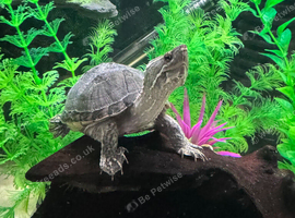 2 Musk Turtles for Sale