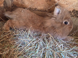 Lovley lionhead babies  for 5* homes