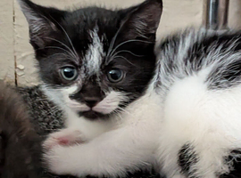 Kittens looking for there forever home