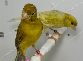 Beautiful pair of raza canaries for sale