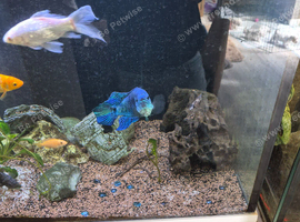 2 tanks for sale first one 5ft by 2ft by 2ft. Second one 3.5ft by 1ft by 2ft