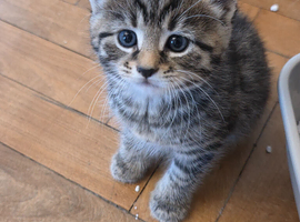 Gorgeous kittens