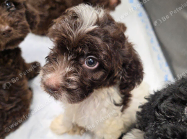 Cockapoo puppies Ready now