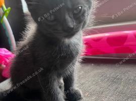 Grey kitten