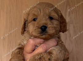 Beautiful cockapoo pups