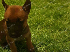 Bullherderx dutch shepards