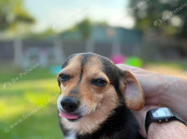 Dachshund cross with a long haired chihuahua