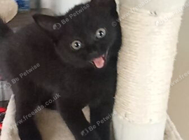 11 week old kitten