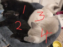 Adorable kittens