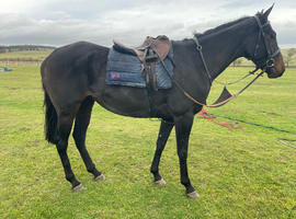 Lovely mare