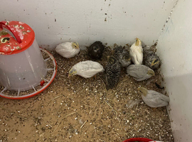 Button quail