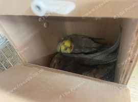 Breeding pair cockatiels and female
