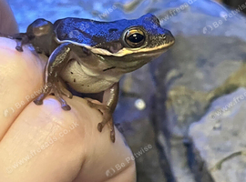 5 American tree frogs and 2 anoles