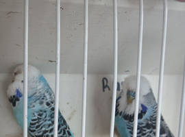6 pair 2025 bred exhibition budgied