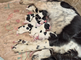 Springer Spaniel Puppies
