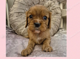 Cavalier 1 x ruby GIRL kc reg viewing now