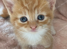 Main coon cross