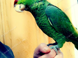 Kiwi looking for new home