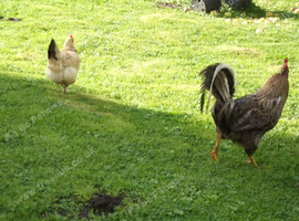 for sale free range chichens