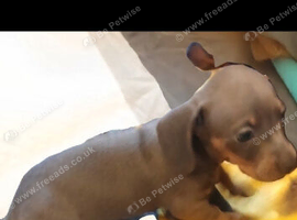 Three beautiful mini dachshounds