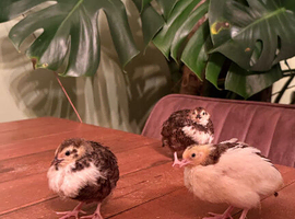 Celadon Coturnix quail trio