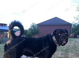Rottweiler stud