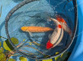 Koi for sale