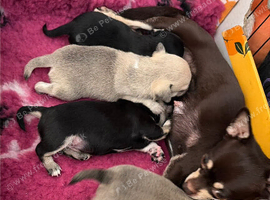 Beautiful chihuahua puppies for sale