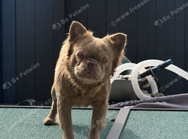 Fluffy frenchie