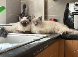 URGENT - 2 ragdolls cats needing rehomed