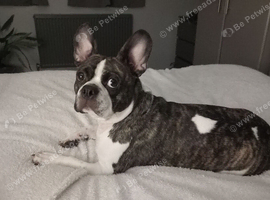 Rehoming my dog