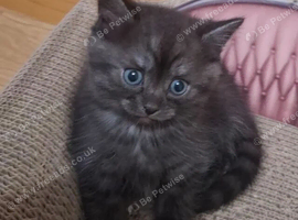 Beautiful Persian x British shorthair kittens