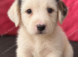 Girl jack Russel puppie
