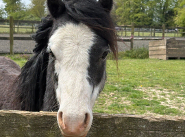 Welsh section a colt