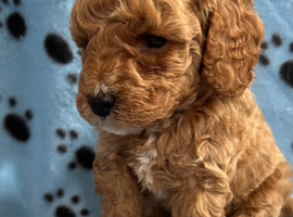 F1b puppies
