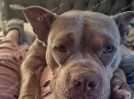 Angel Pocket Bully