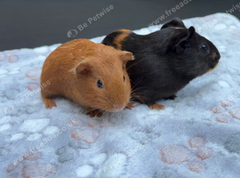 Two female guinea pigs