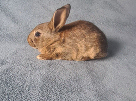 Belgian Hare Kits