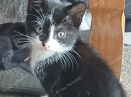 Kittens ready for a loving home