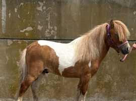 Legal's Pantyllwyn Llewewllyn