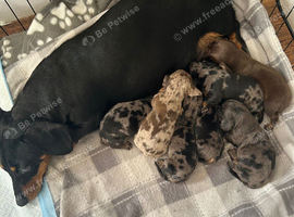 Miniture dashund pups