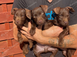Patterdale terrier puppies males