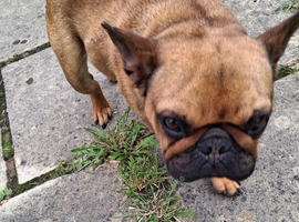 Just over 1 year old Micro French Bulldog for sale.