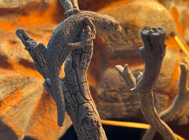 Proven Strophurus Williamsi pair for sale