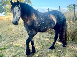 Stunning Dapple Grey Friesian x Irish Draught Gelding for sale