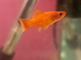 Swordtails for sale