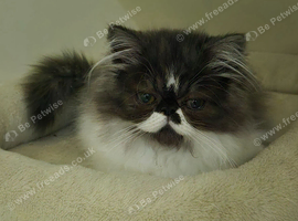 Persian Long-Haired Male Kitten Looking for a Loving Home