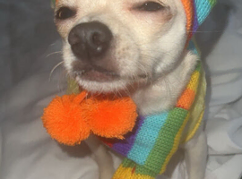 Make Chihuahua for sale