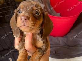 8 weeks old ready to go micro dachshund