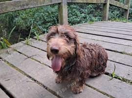 Kc wire-haired chocolate stud.